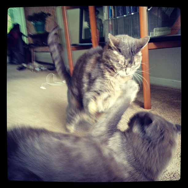 cat fight
