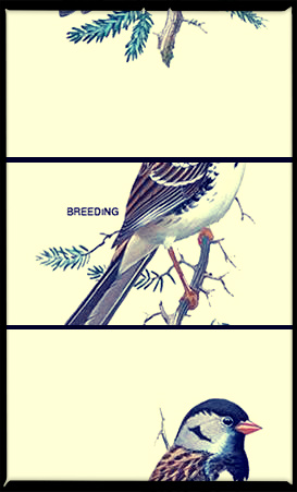 sparrow triptych