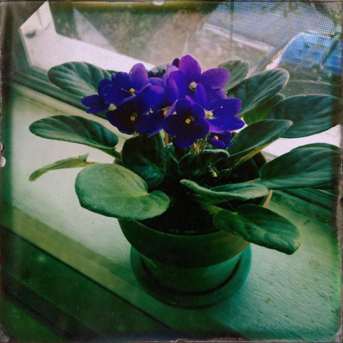 African Violets